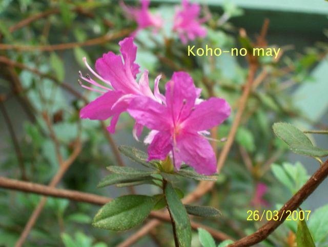 Koho-no may